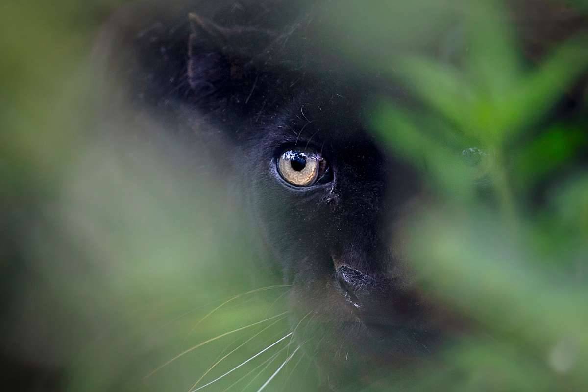 Jukani-Wildlife-Trust-5-1