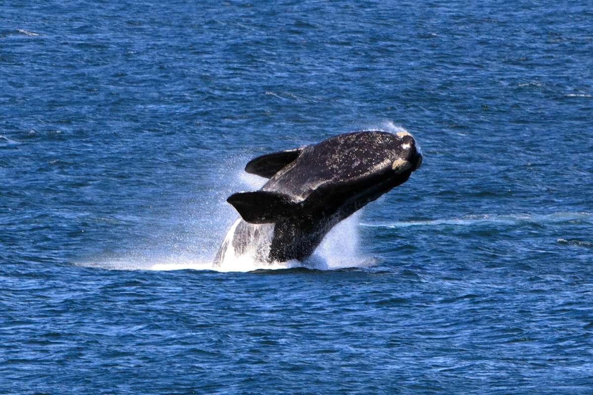 Southern-Right-Whale-Plettenberg-Bay
